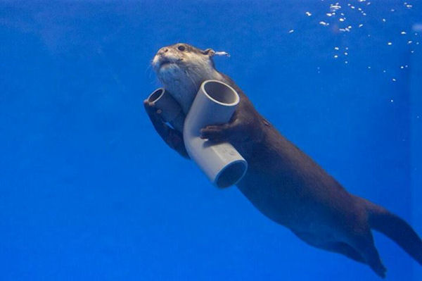 insolite loutre plombier pvc tuyau
