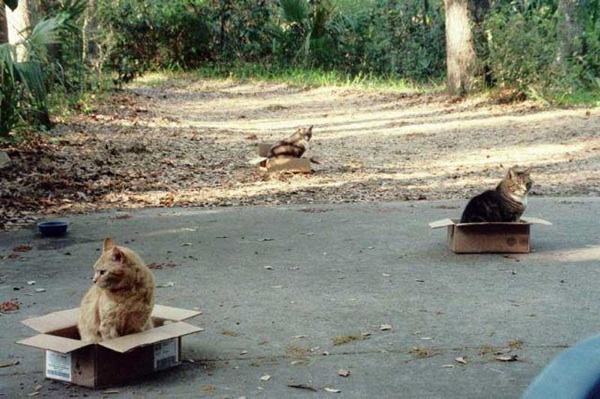 insolite carton chat piege