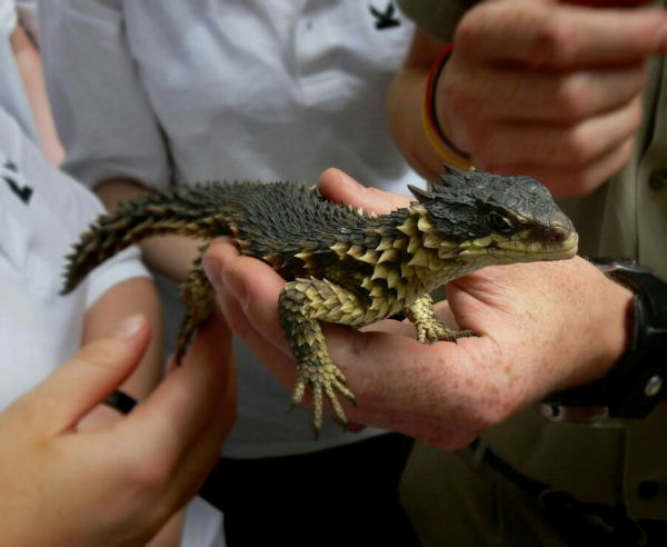 insolite dragon mini