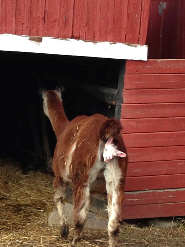 insolite bebe lama tete