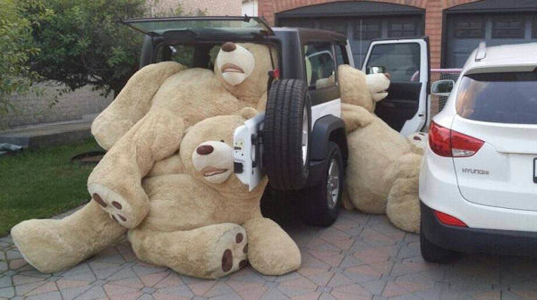 insolite nounours voiture