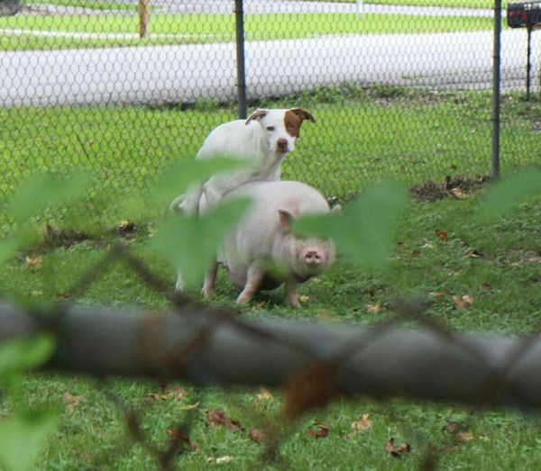 insolite chien cochon