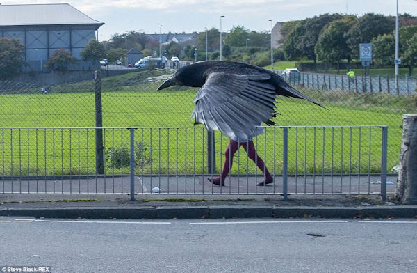 insolite jambe oiseau