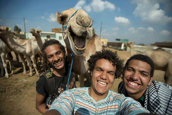insolite dromadaire selfie