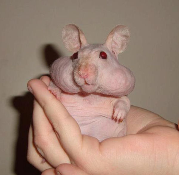 insolite hamster poil sans