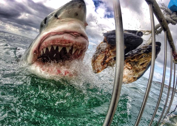 insolite dent machoire requin