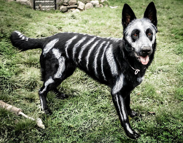 insolite chien squelette