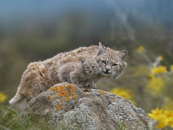 insolite bebe lynx