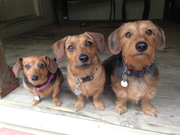 insolite chien taille