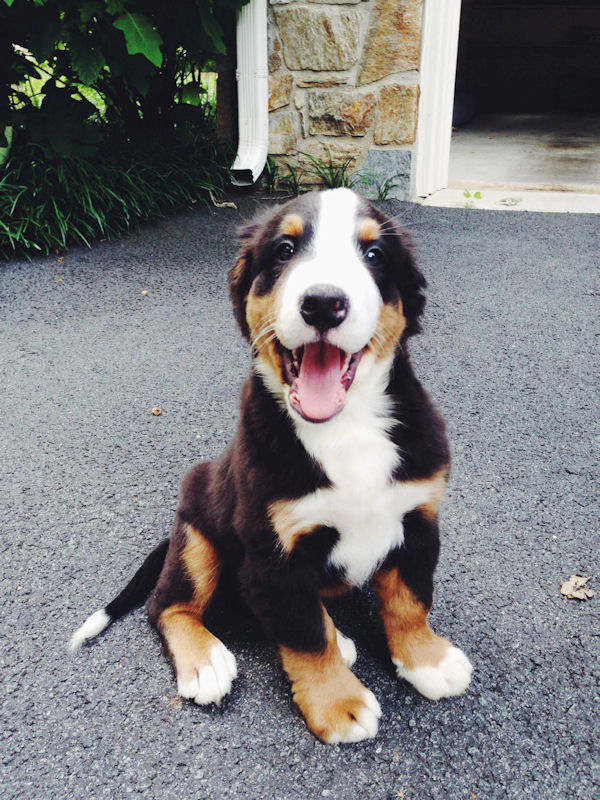 insolite chiot heureux mignon