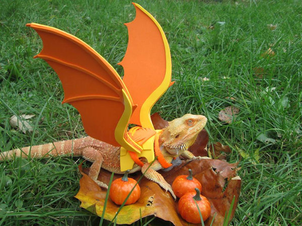 insolite deguisement dragon halloween pogona