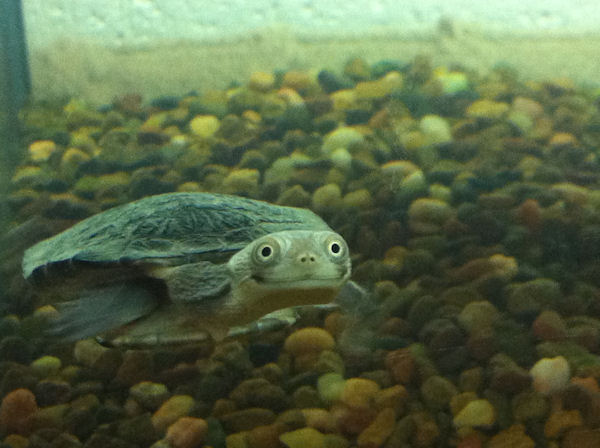insolite heureux sourire tortue