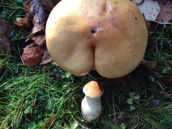 insolite champignon cochon phallus sexe