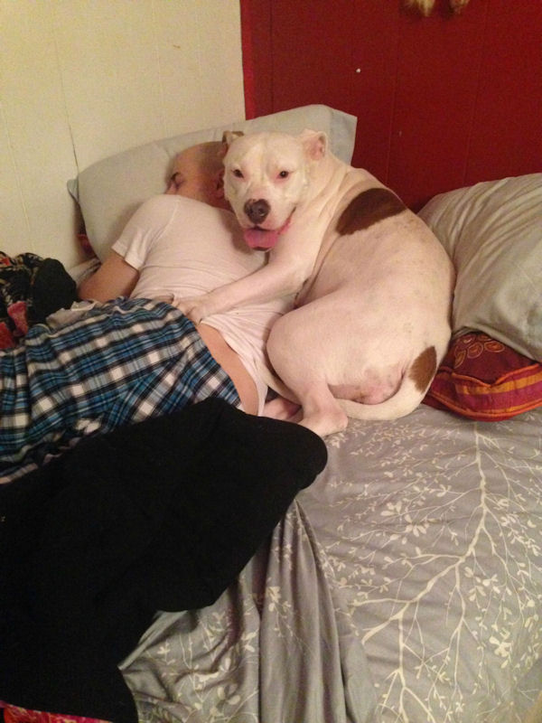 insolite amoureux chien