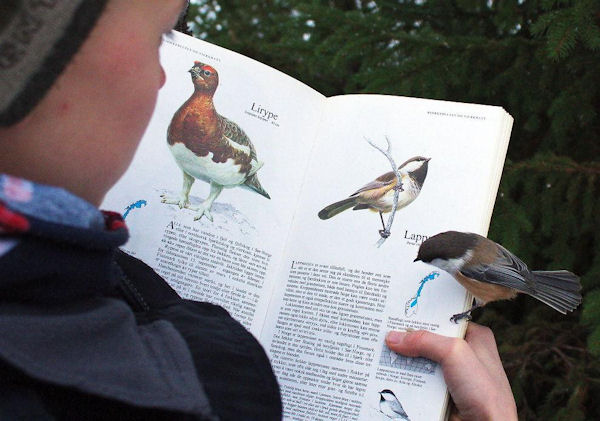 insolite livre oiseau