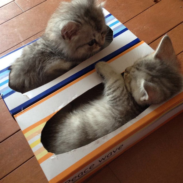 insolite boite chaton mouchoir
