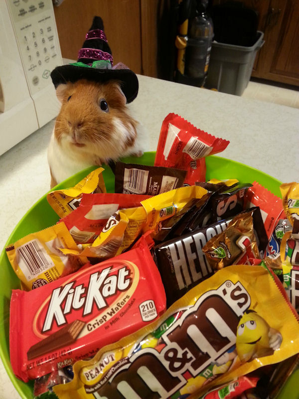 insolite bonbon chapeau cochon halloween inde