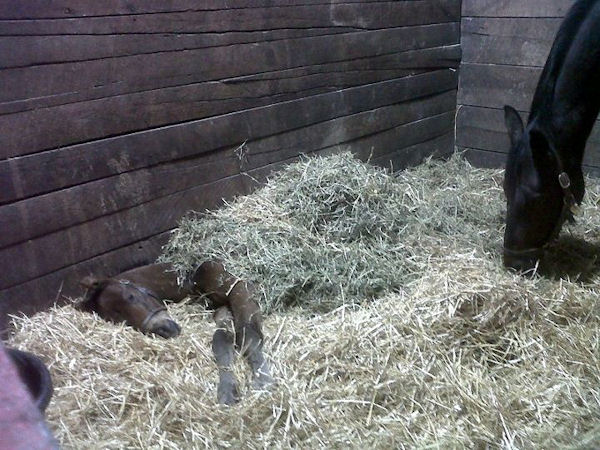 insolite cheval foin jument poulain