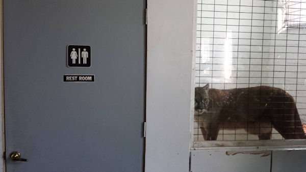 insolite porte puma sticker toilettes