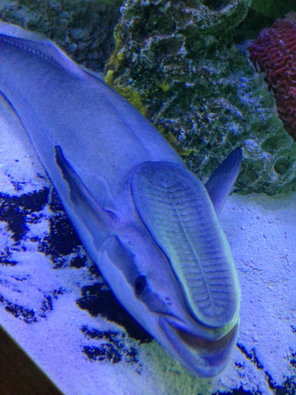 insolite poisson tete