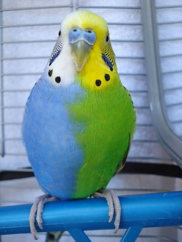 insolite bleu couleur oiseau perruche vert