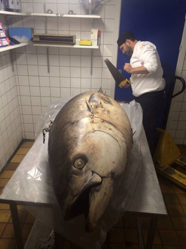 insolite chef cuisinier scie thon