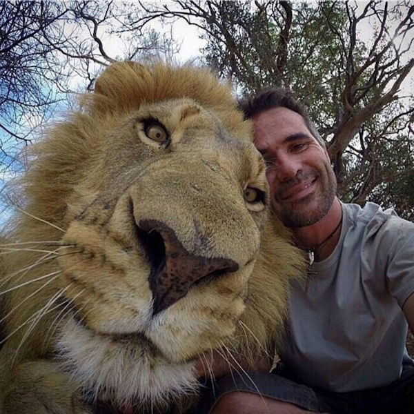 insolite homme lion selfie
