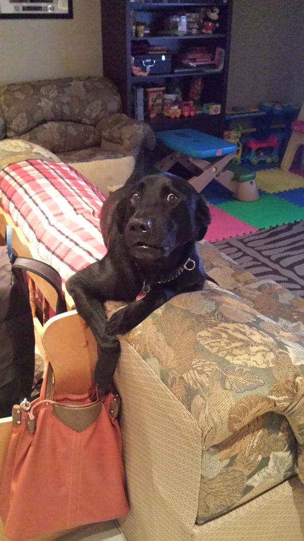 insolite chien drole patte sac tete