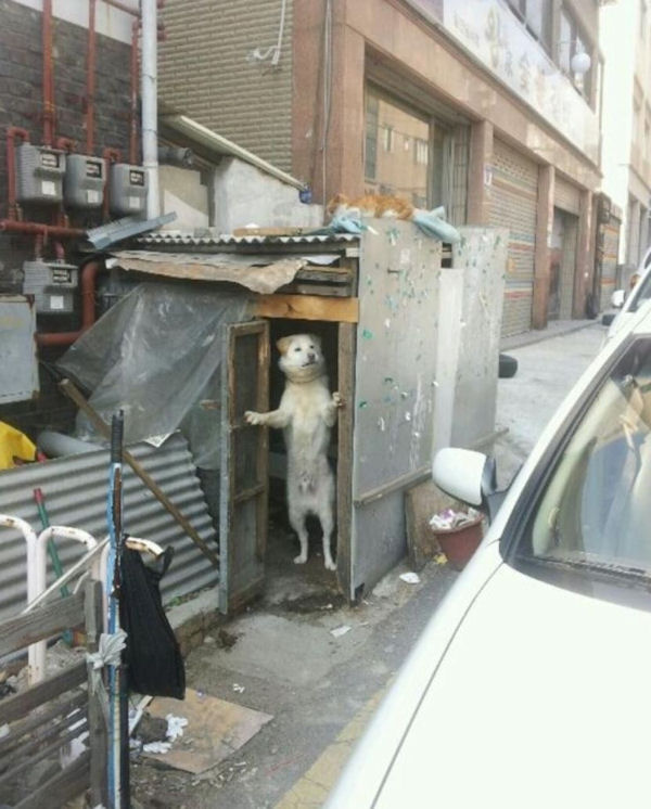 insolite chien debout voiture