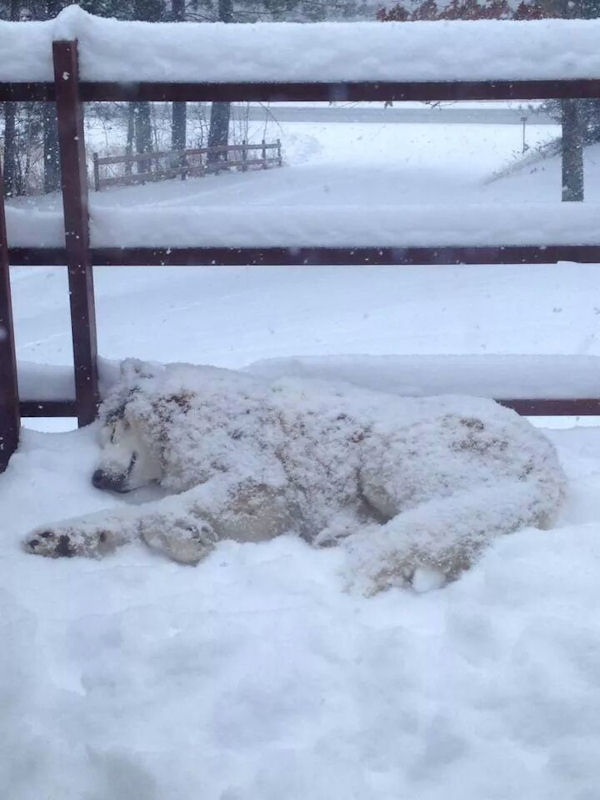 insolite chien husky neige