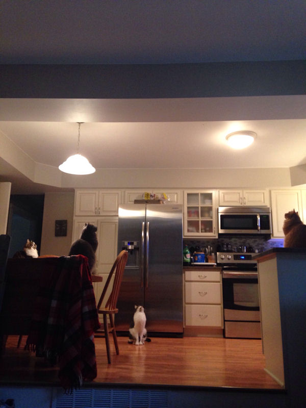 insolite araignee chat plafond tete