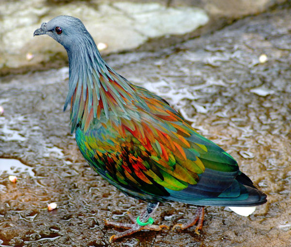 insolite couleur nicobar oiseau pigeon plumage