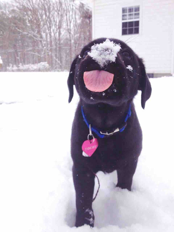 insolite chiot neige
