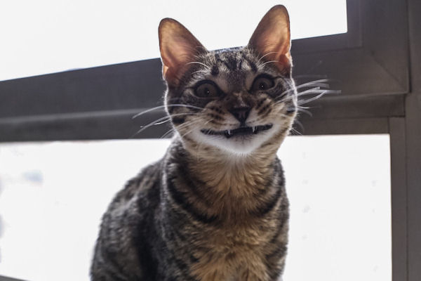 insolite chaton dent vampire