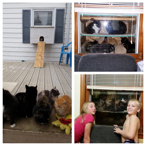 insolite aquarium chat fenetre