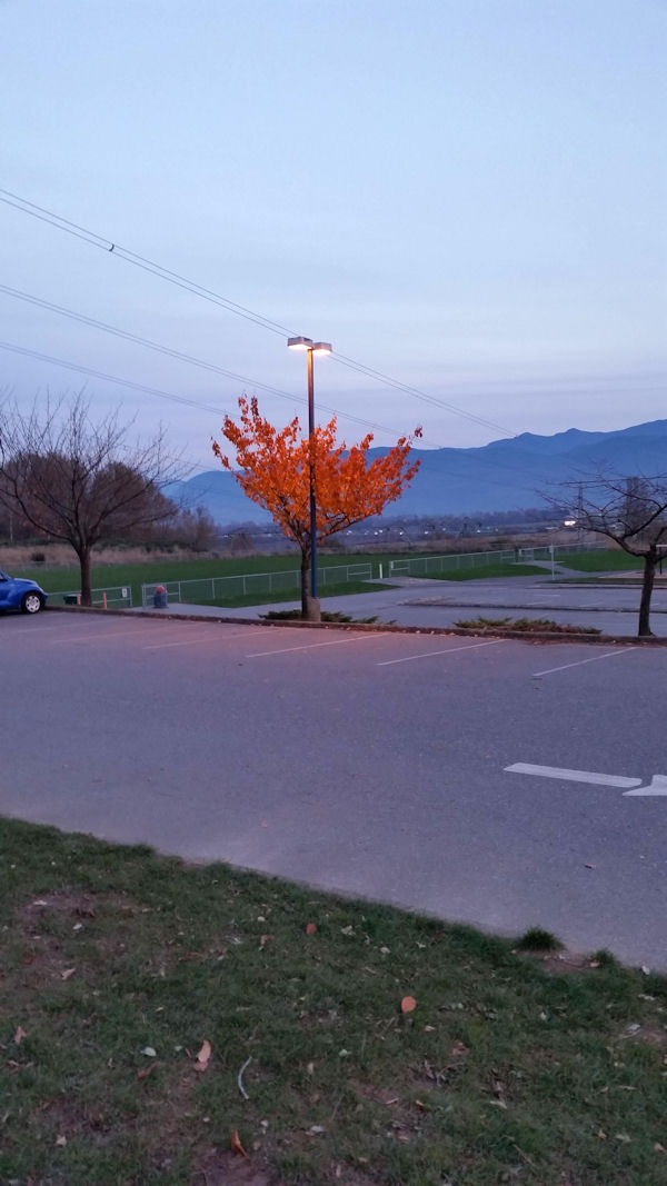 insolite arbre feuille lampadaire lumiere