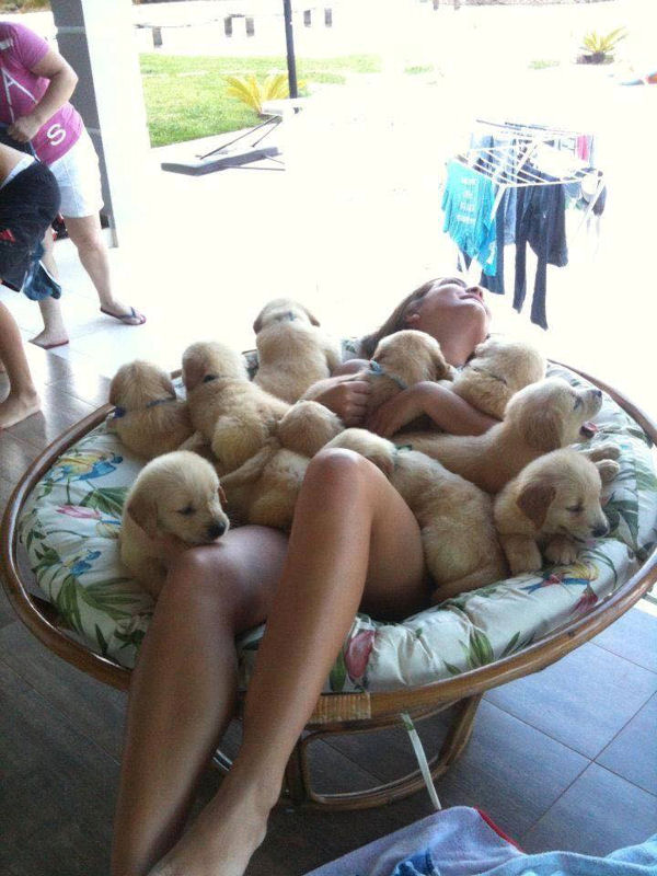 insolite amour chiot fauteuil femme