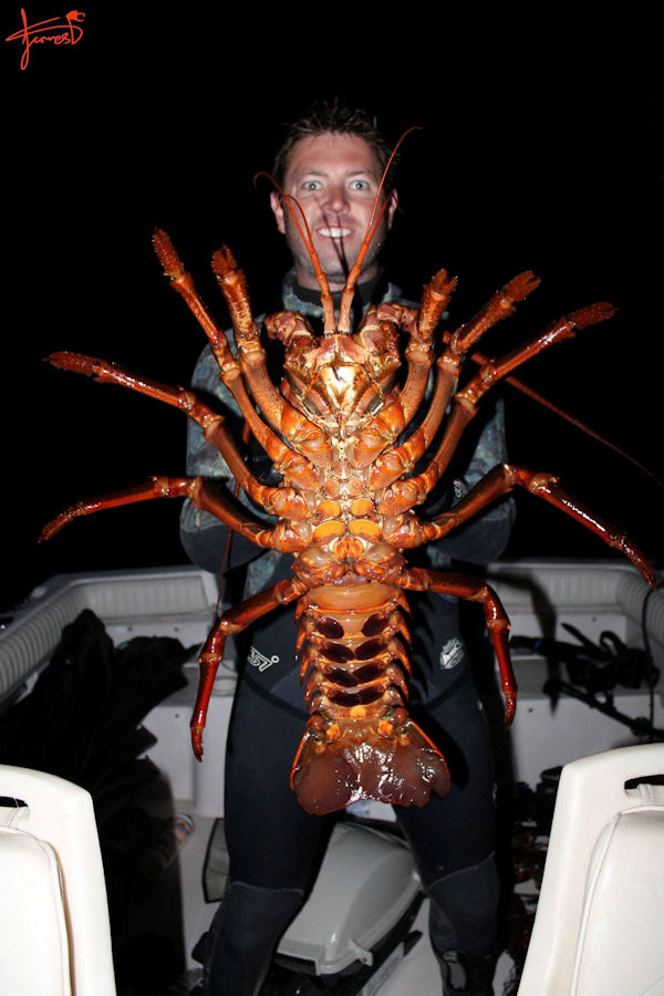 insolite geant langouste