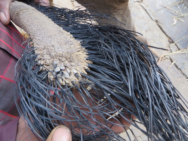insolite bout elephant queue