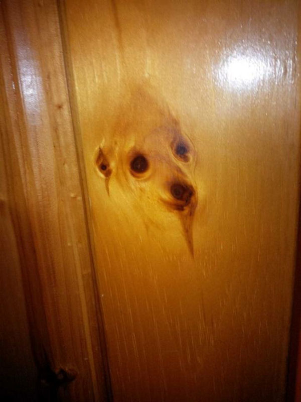 insolite bois chien porte visage