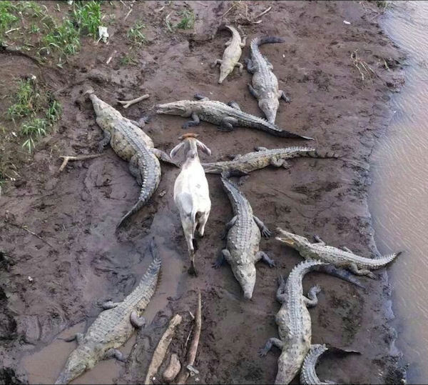 insolite chevre crocodile