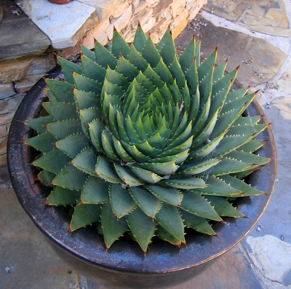 insolite cactus spirale
