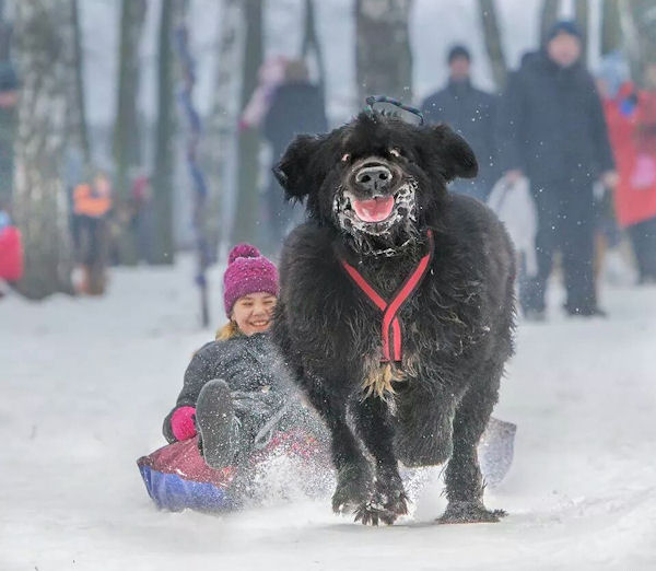 insolite chien fille heureux luge