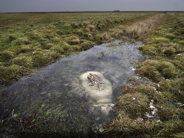 insolite mort mouton tourbiere