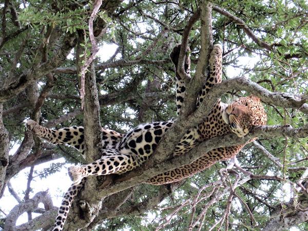 insolite arbre leopard plein ventre