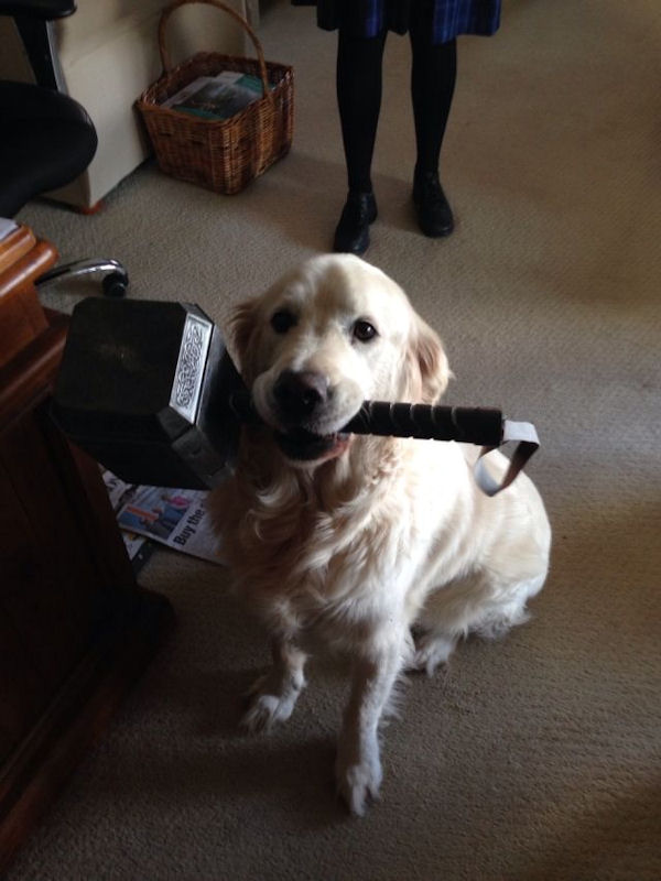insolite chien labrador marteau thor