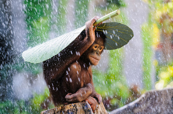 insolite feuille orang-outan pluie singe