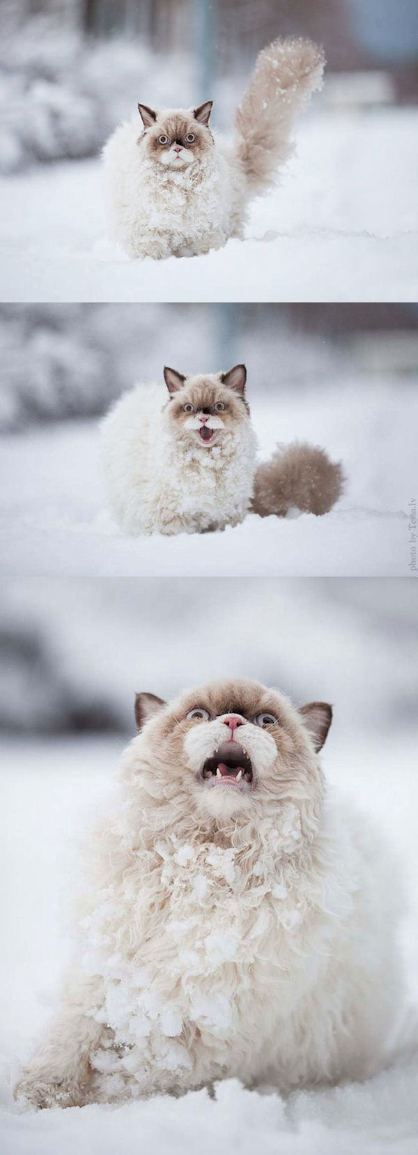 insolite chat neige tete
