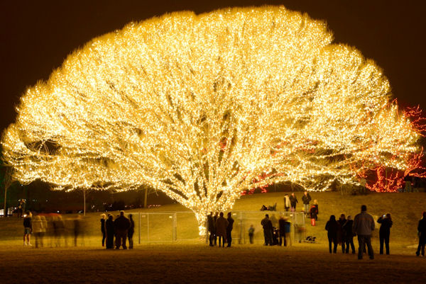 insolite arbre decoration guirlande noel