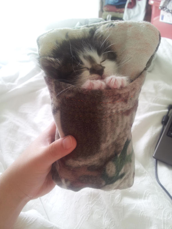 insolite chat couchage sac